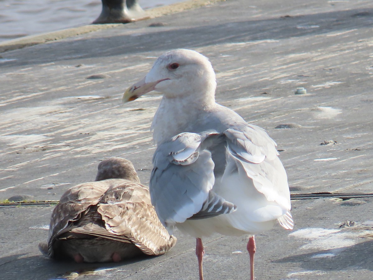 Gaviota de Bering - ML523651241