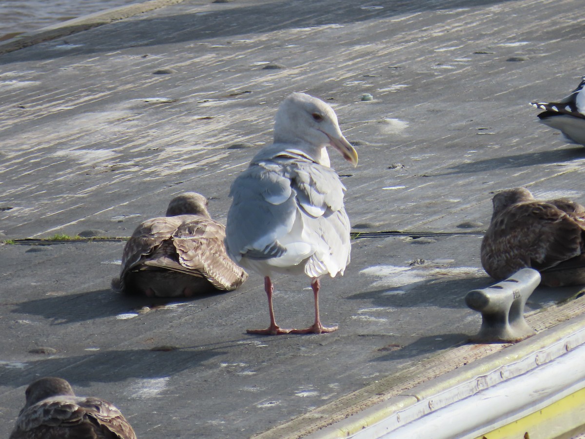 Gaviota de Bering - ML523651251