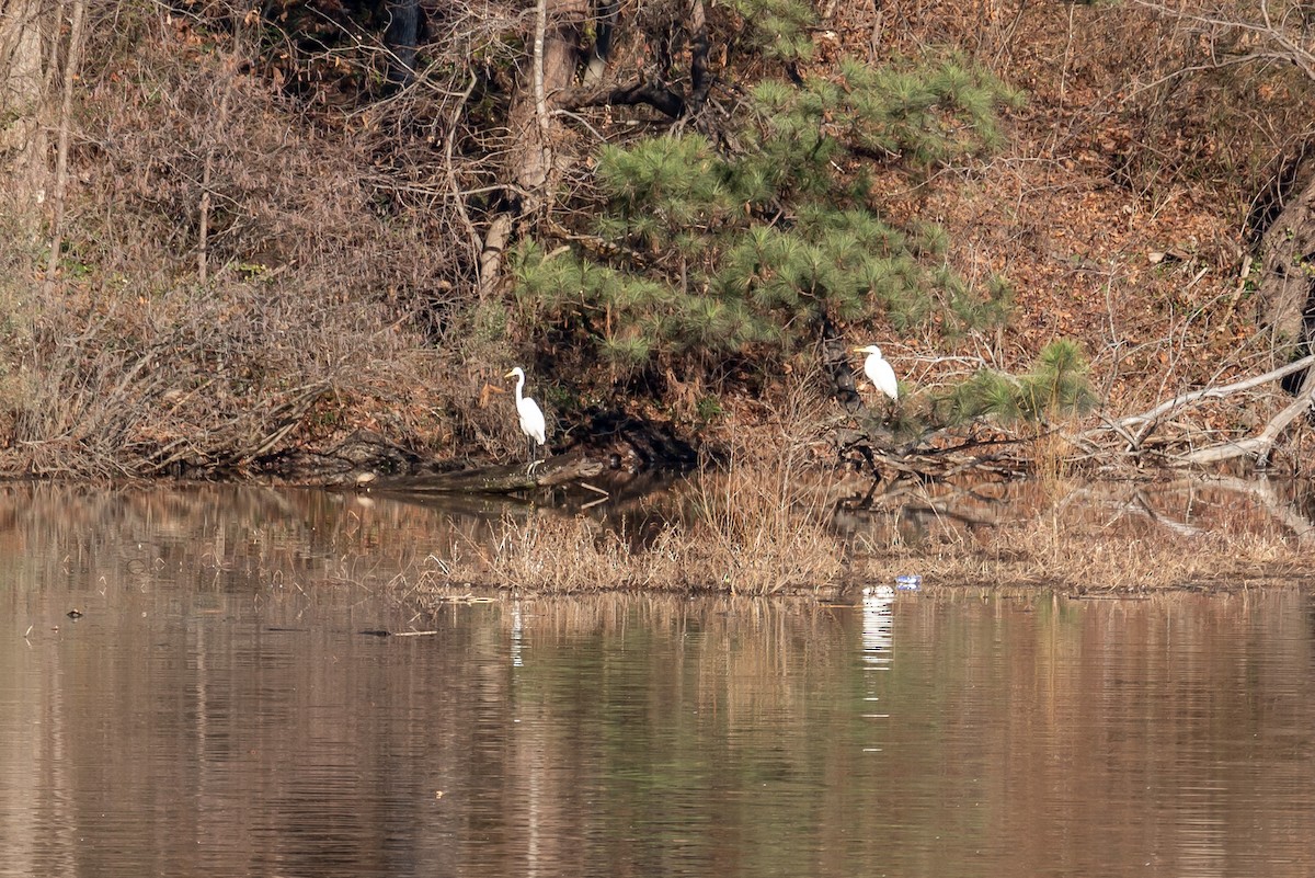 Great Egret - ML523651321