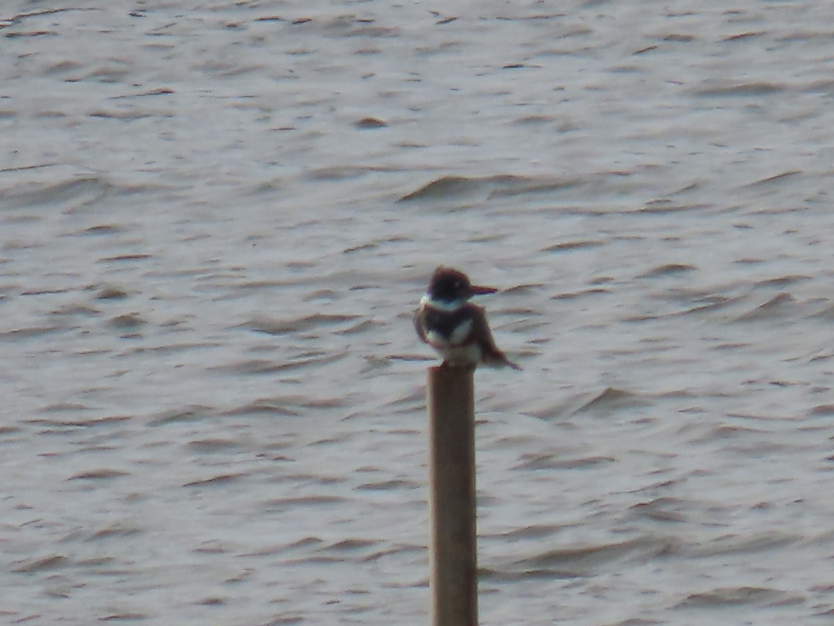 Belted Kingfisher - ML523651741