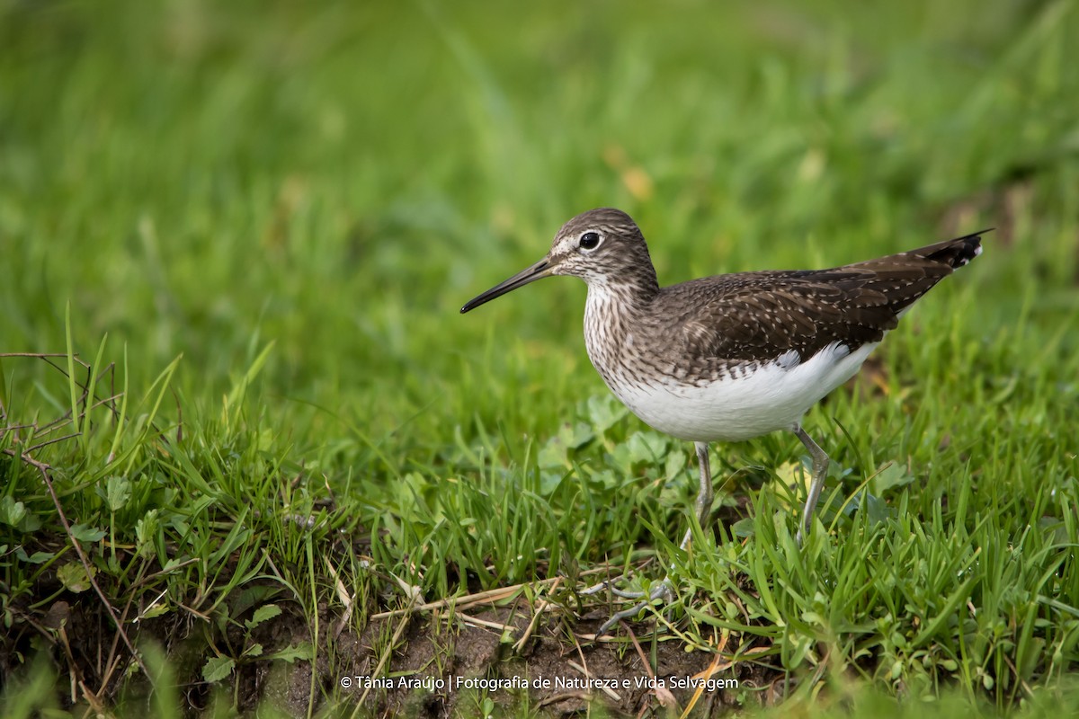 Green Sandpiper - Tânia Araújo