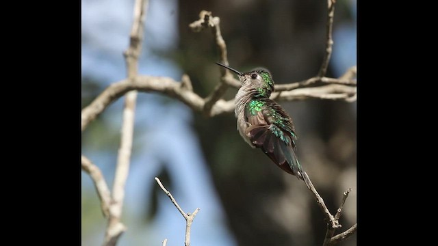 Wedge-tailed Sabrewing - ML523653321