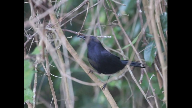 Pájaro Gato Negro - ML523653741