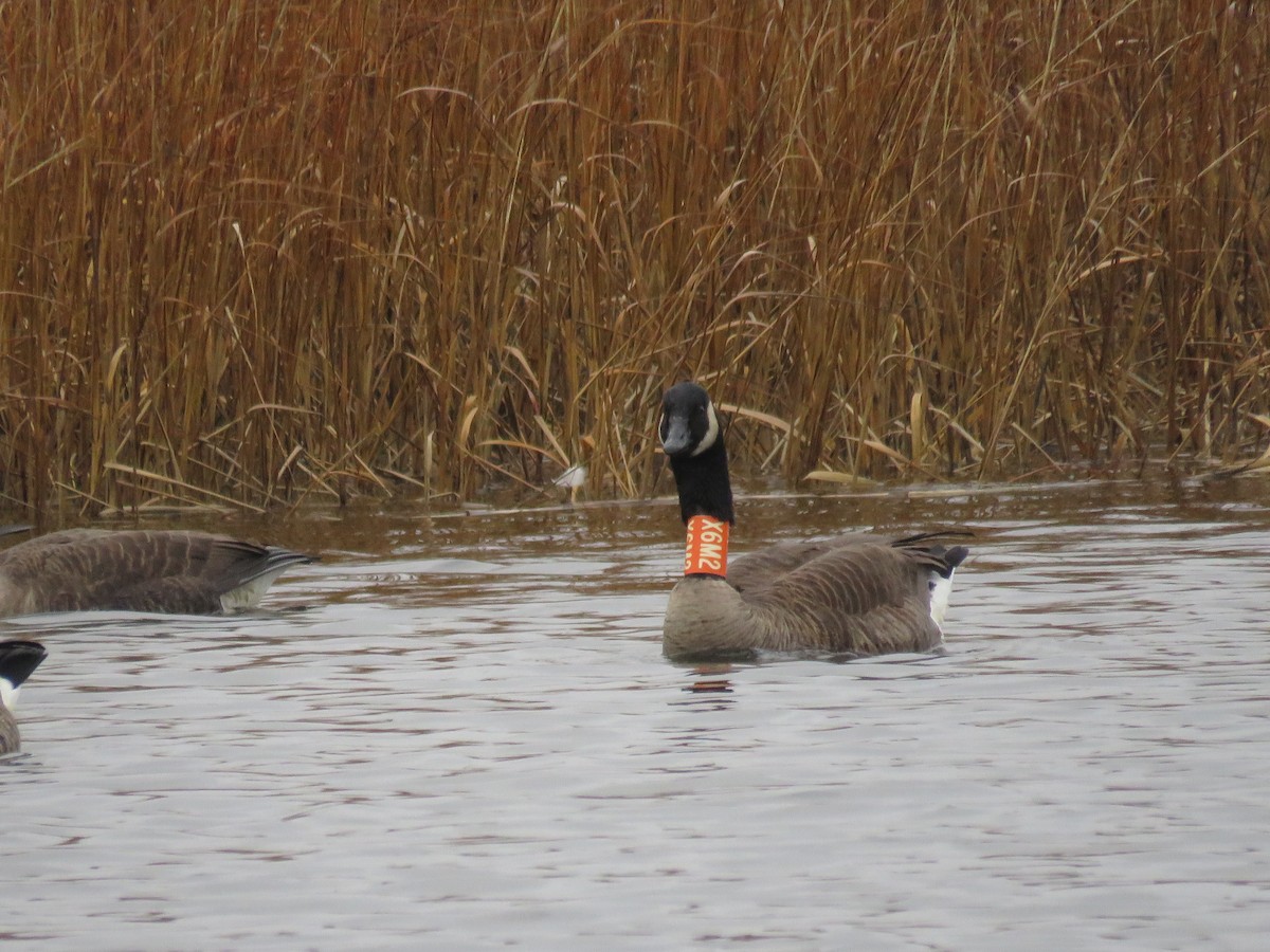 Canada Goose - ML523653871