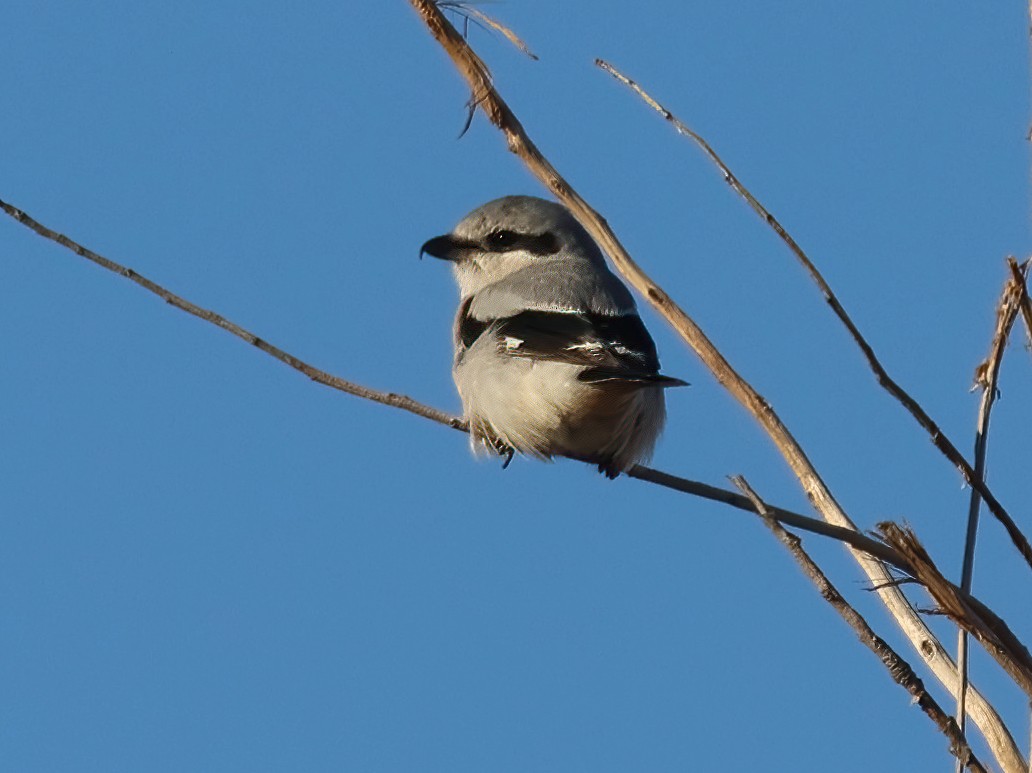 Northern Shrike (American) - Phil Swanson