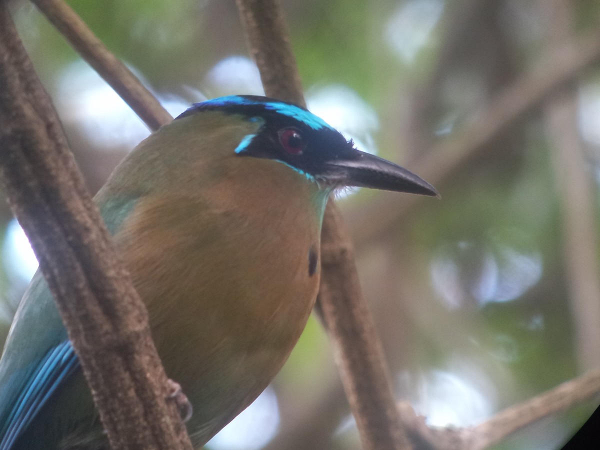 Lesson's Motmot - ML523655901