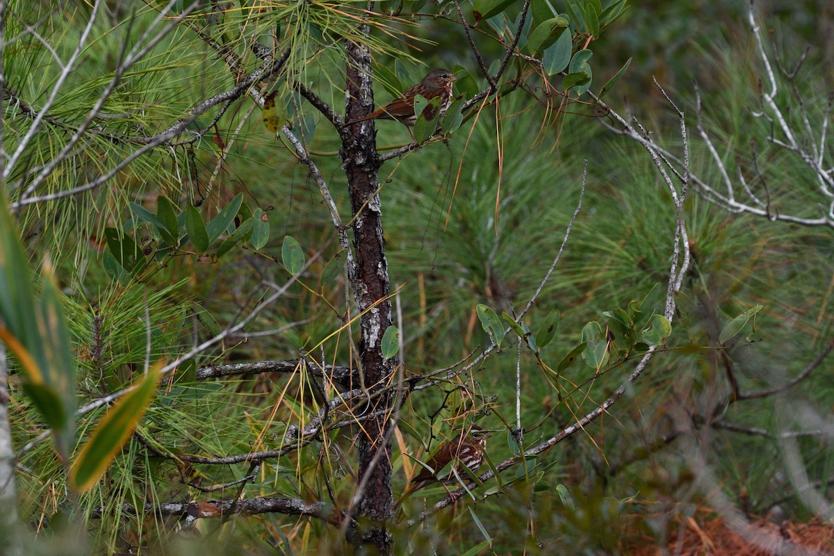 Fox Sparrow - ML523656061