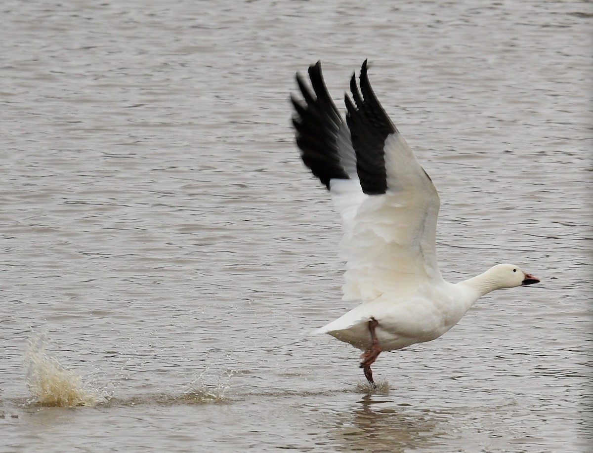 Snow Goose - Terri Kershaw