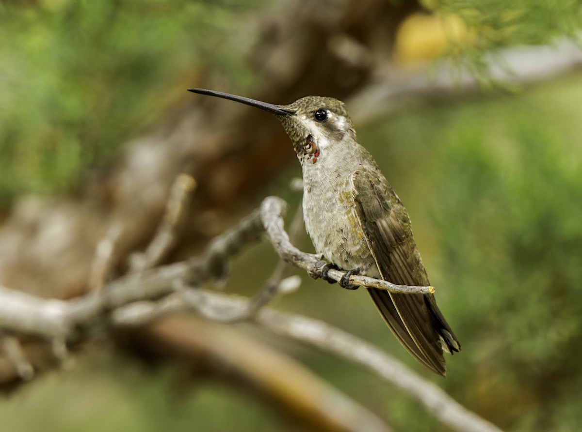 kolibřík achátový - ML523657251