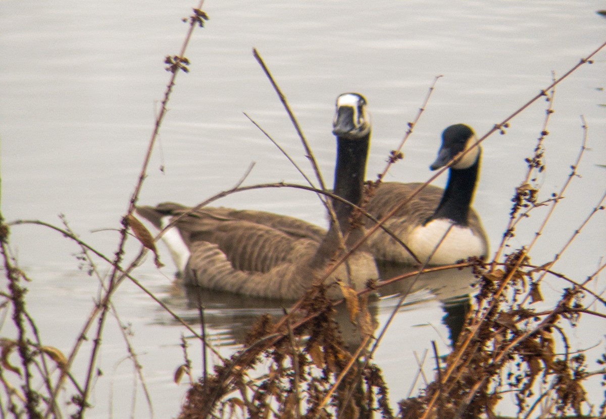 Swan x Canada Goose (hybrid) - ML523657731
