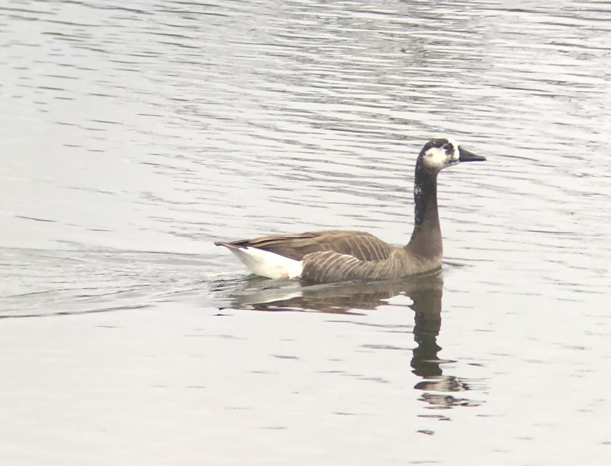 Swan x Canada Goose (hybrid) - ML523657741