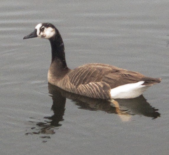 Swan x Canada Goose (hybrid) - ML523657751