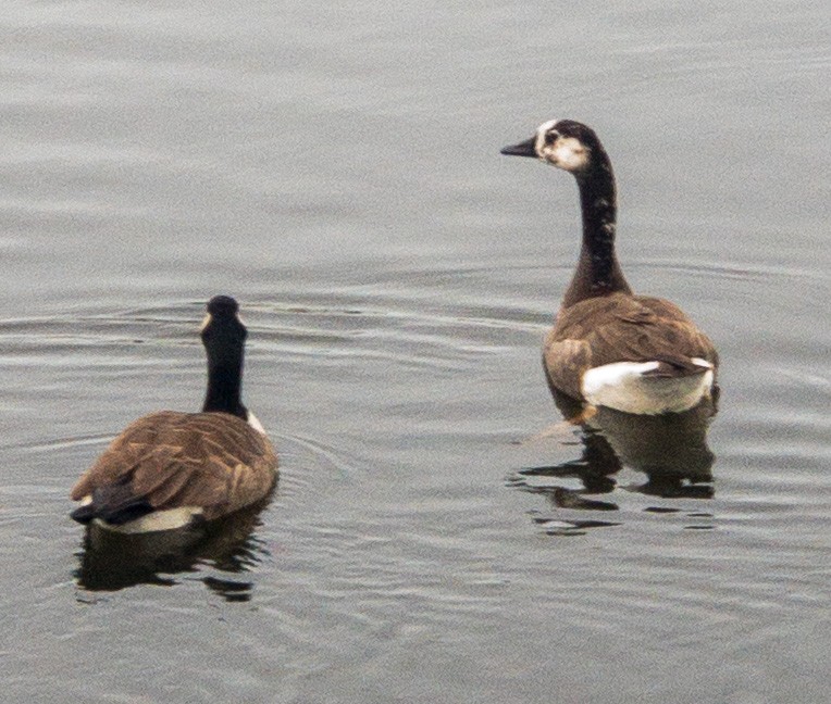Swan x Canada Goose (hybrid) - ML523657761