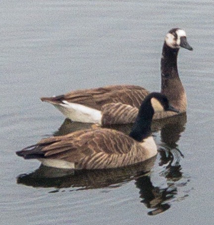 Swan x Canada Goose (hybrid) - ML523657771