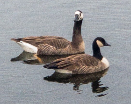 Swan x Canada Goose (hybrid) - ML523657781