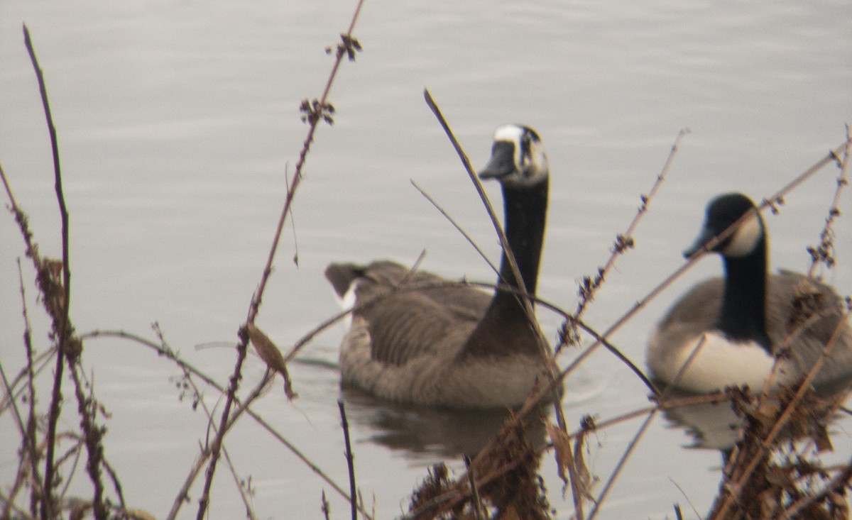 Swan x Canada Goose (hybrid) - ML523657791