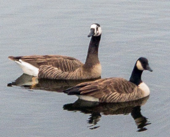 Swan x Canada Goose (hybrid) - ML523657801