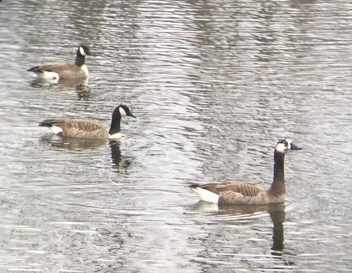 Swan x Canada Goose (hybrid) - ML523657811