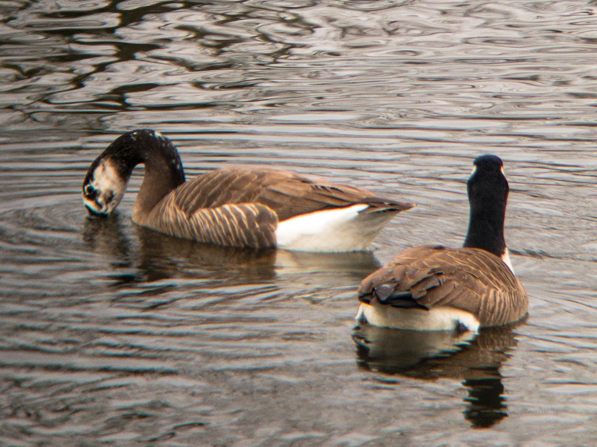 Swan x Canada Goose (hybrid) - ML523657821