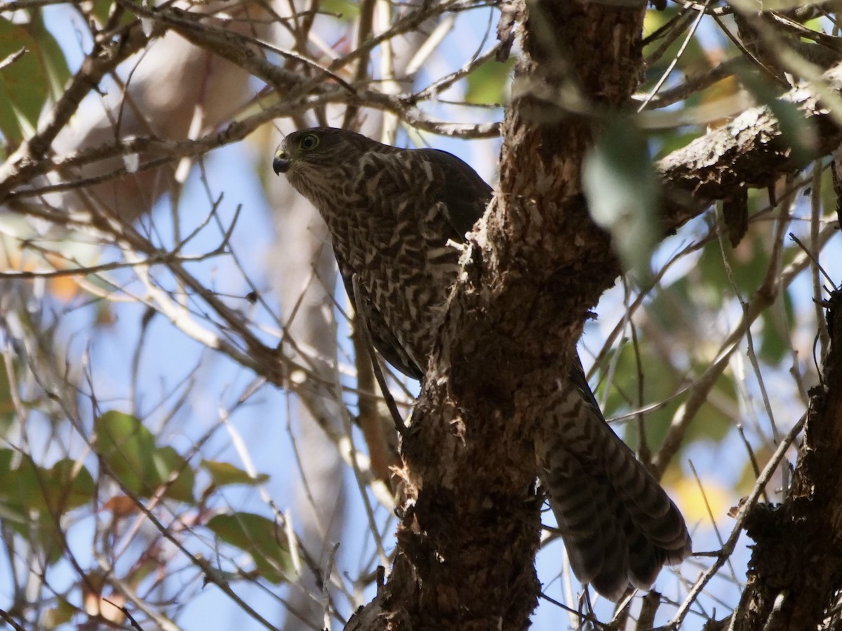 Collared Sparrowhawk - ML523658371
