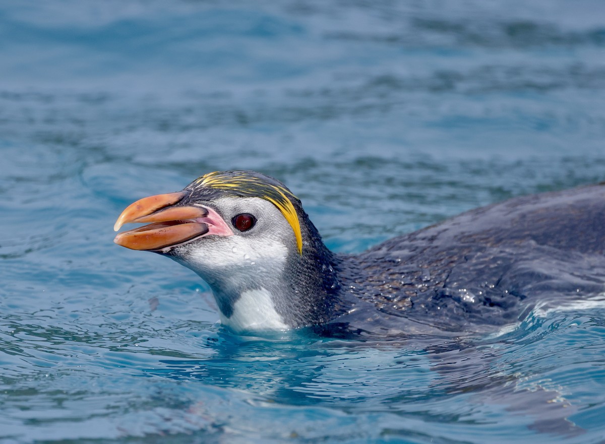 ロイヤルペンギン - ML523659261