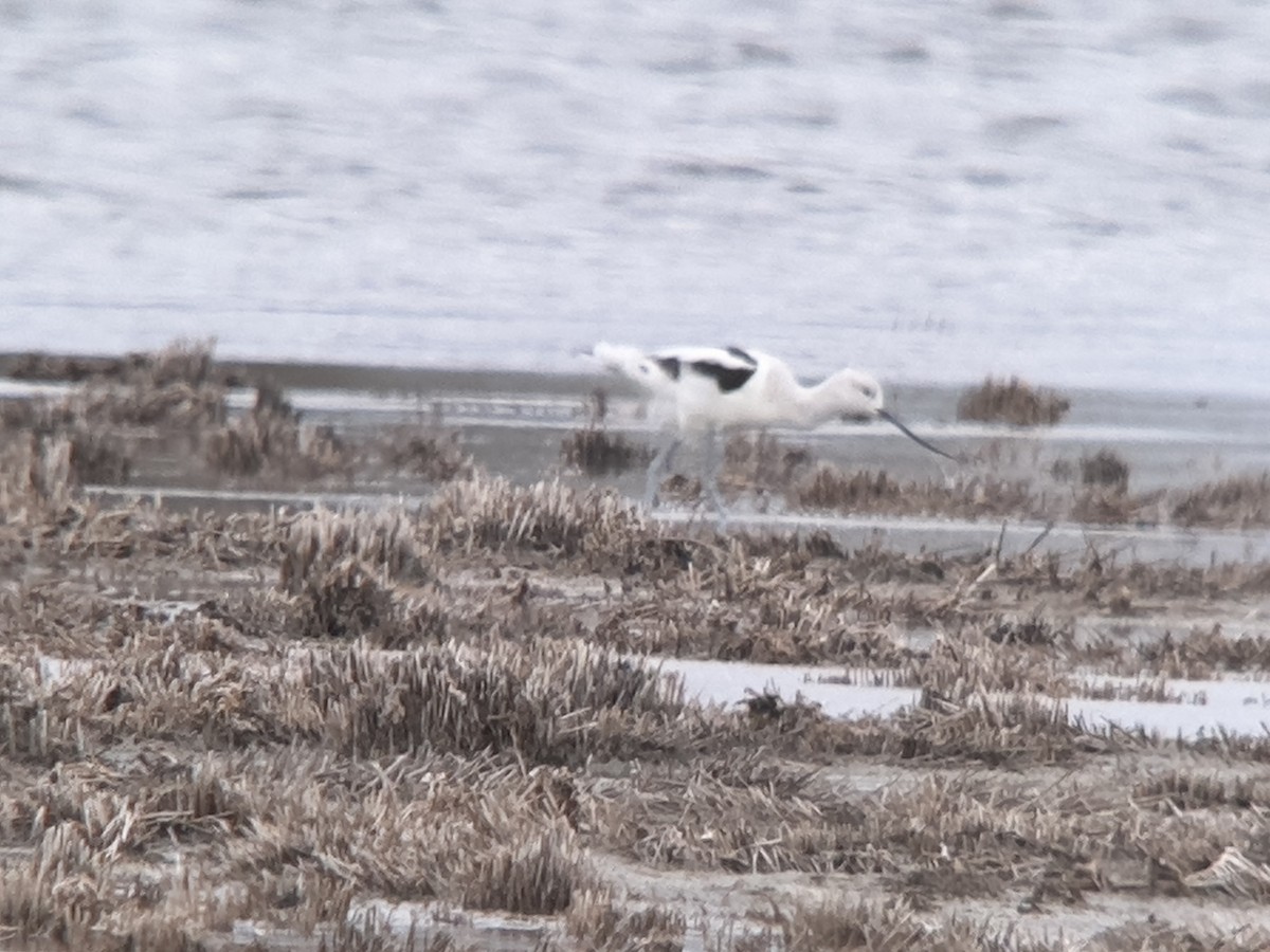 American Avocet - ML523659721