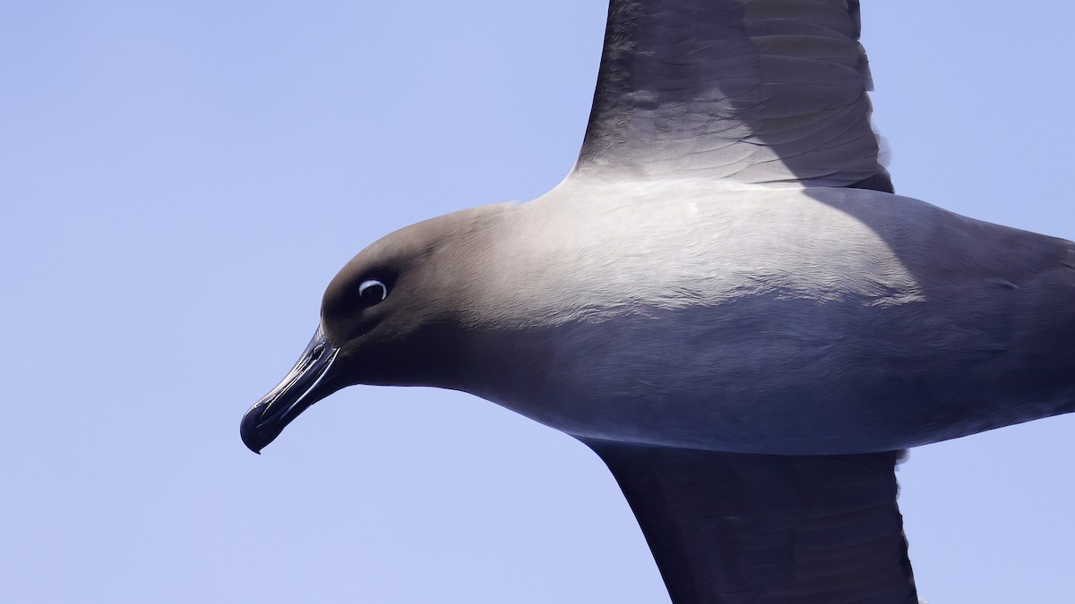 Light-mantled Albatross - Mike Sylvia