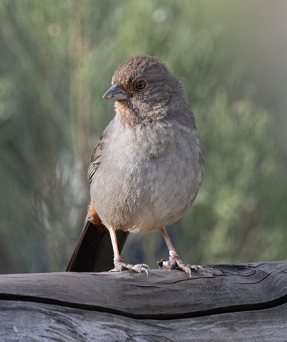 California Towhee - ML523660601