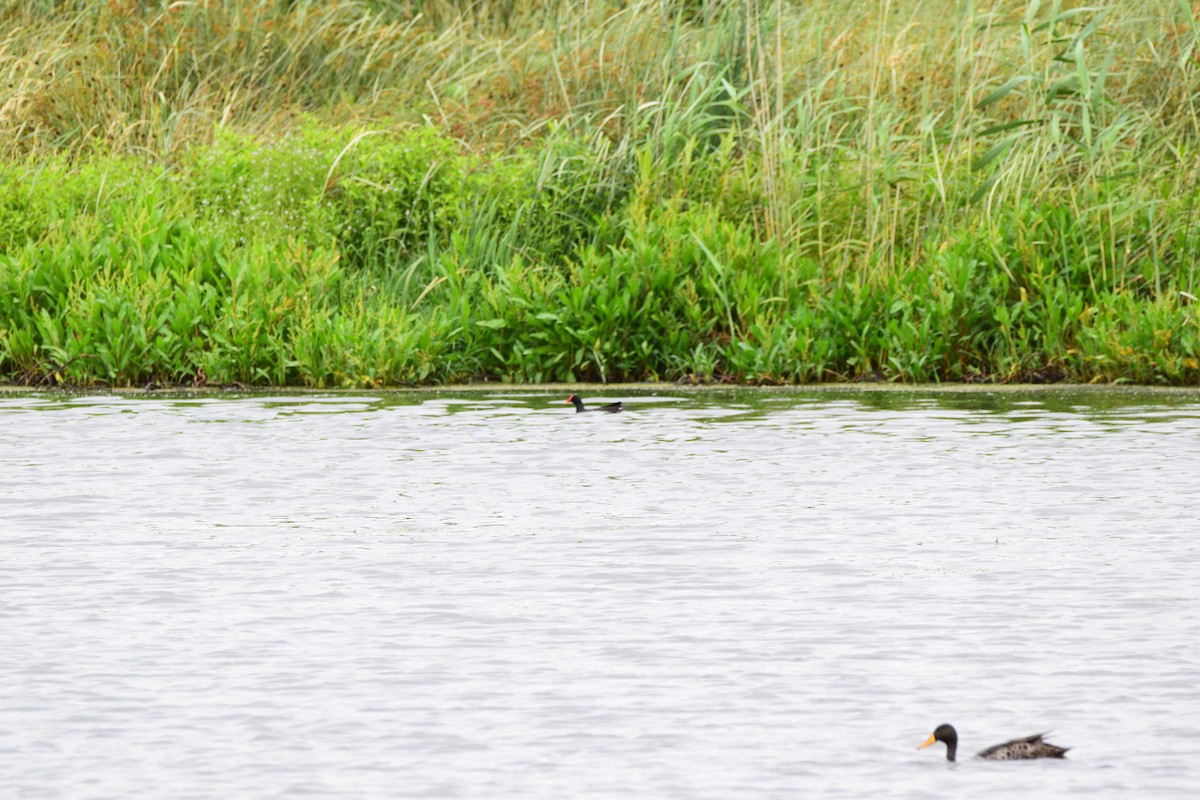 Eurasian Moorhen - ML52366161