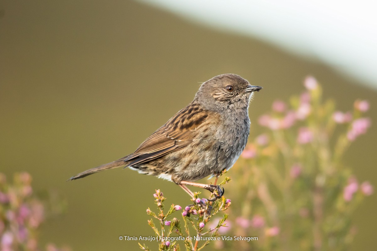 Dunnock - ML52366321