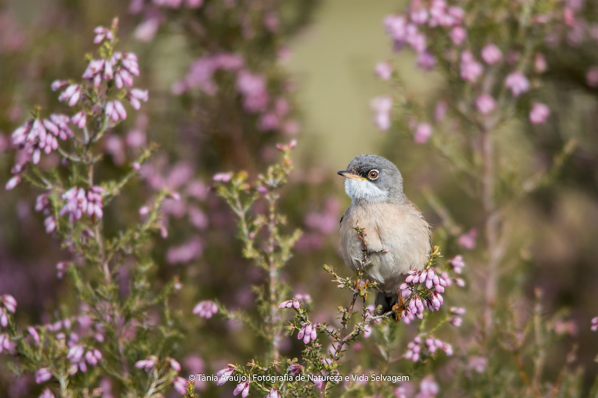 Spectacled Warbler - ML52366371