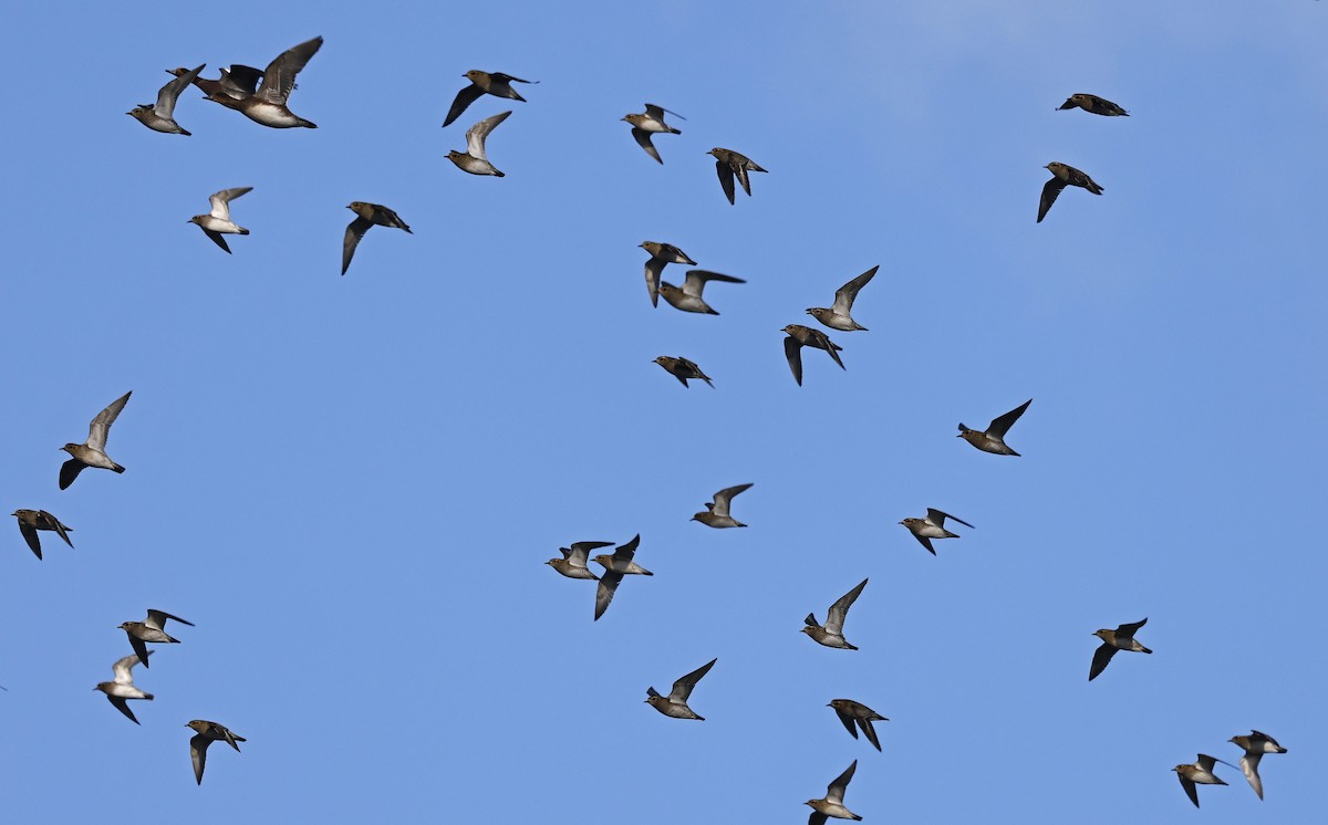 European Golden-Plover - ML523663801