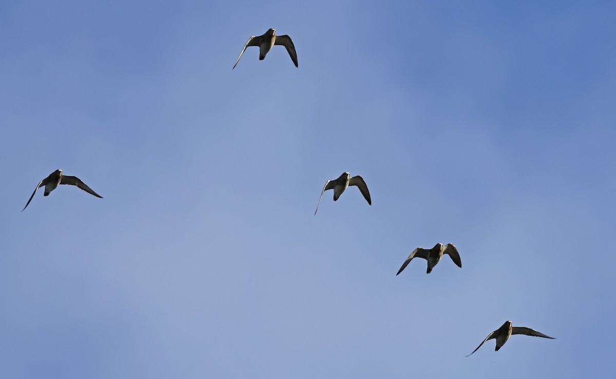 European Golden-Plover - ML523663841