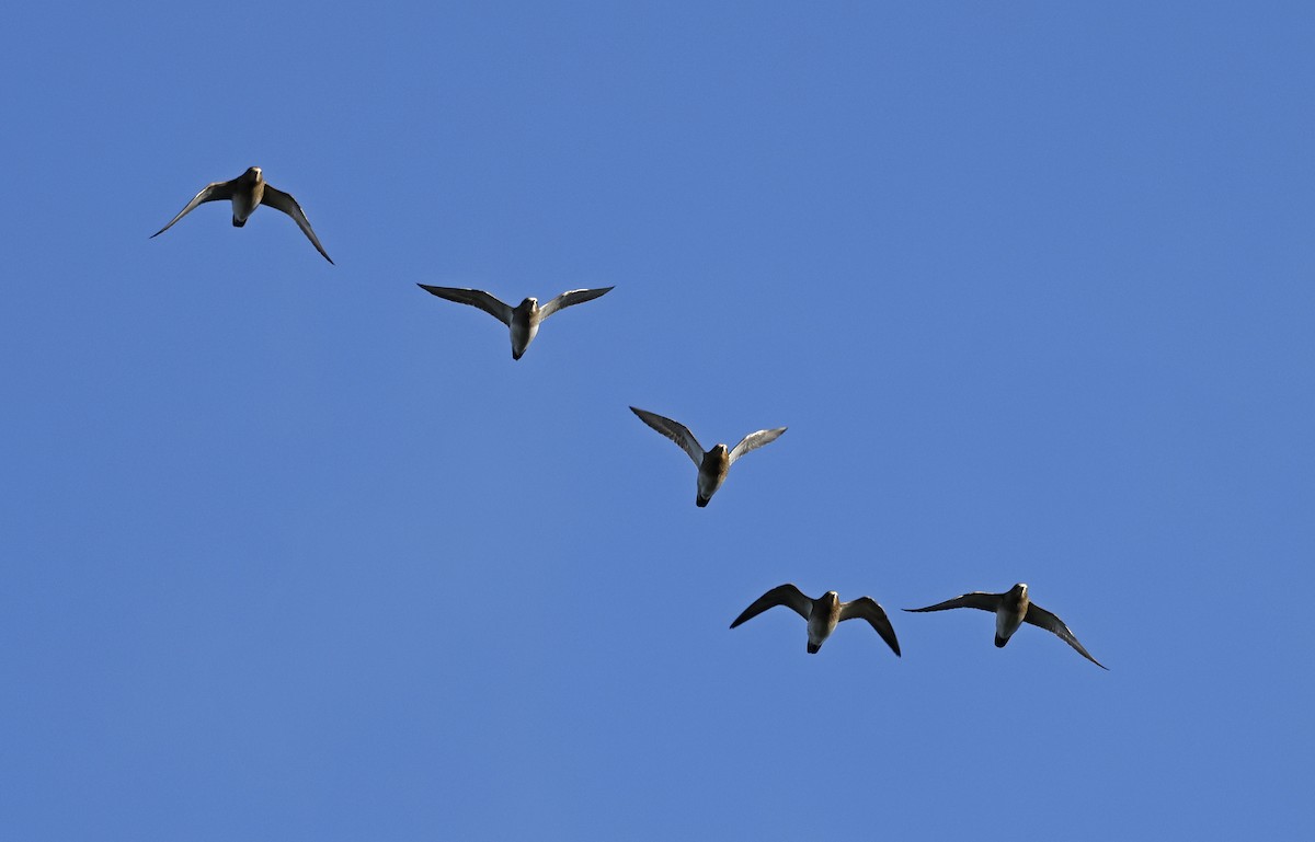 European Golden-Plover - ML523663871