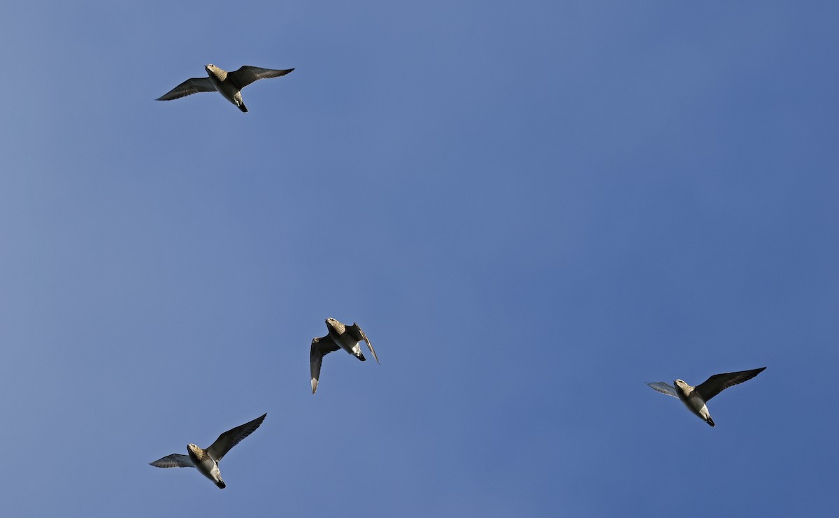 European Golden-Plover - ML523663911