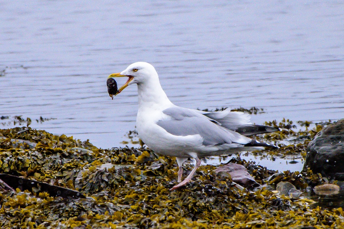 Herring Gull - ML52366721