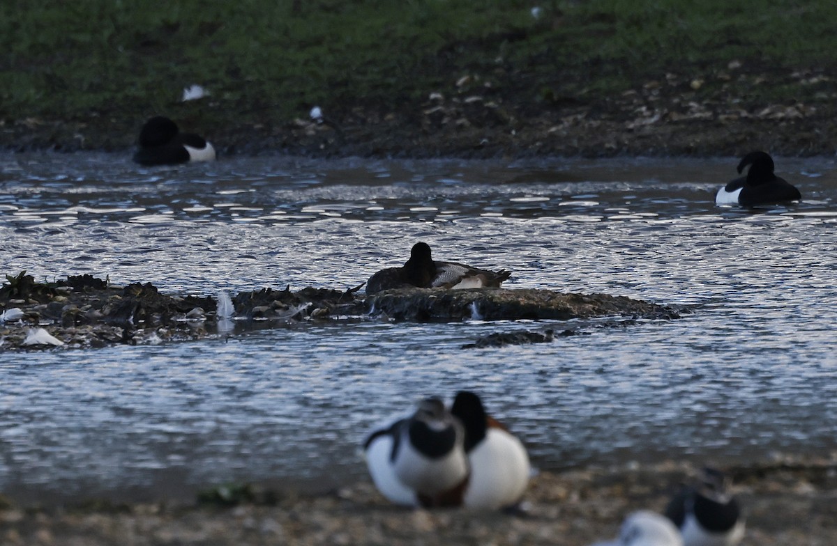 Greater Scaup - ML523667801