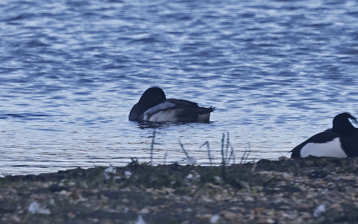 Greater Scaup - ML523668171