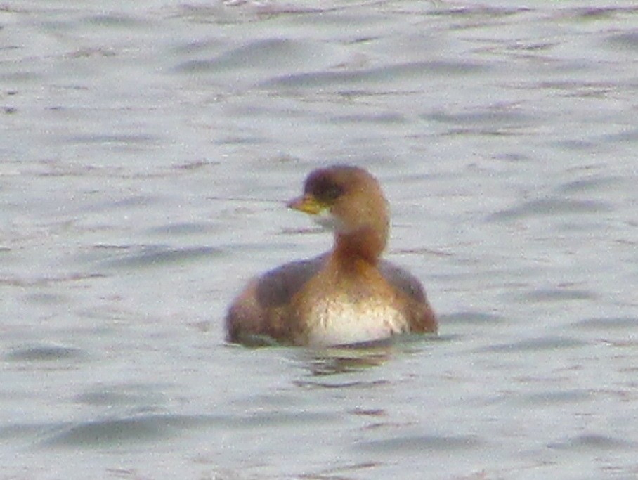 Pied-billed Grebe - ML523669751