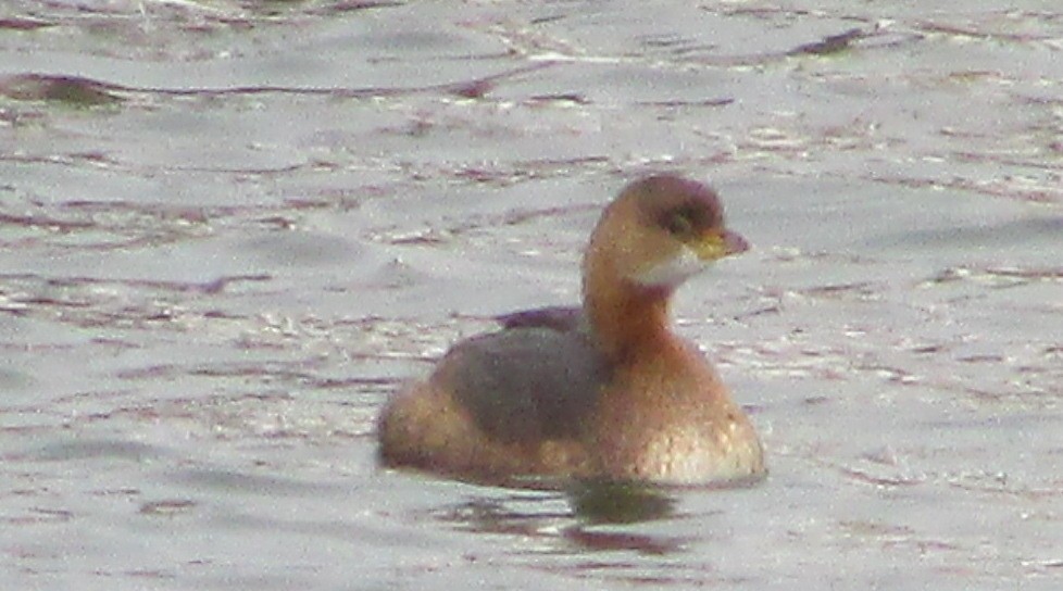 Pied-billed Grebe - ML523669761