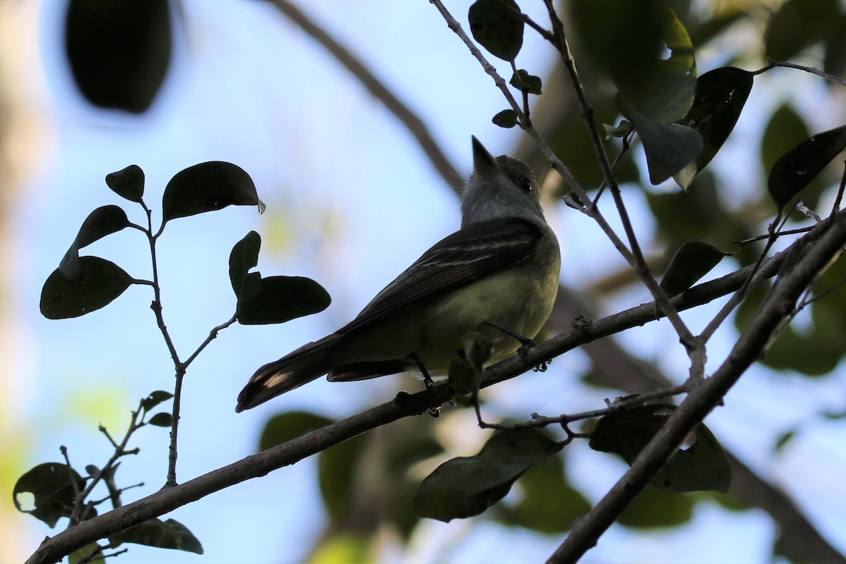 Great Crested Flycatcher - ML523670961