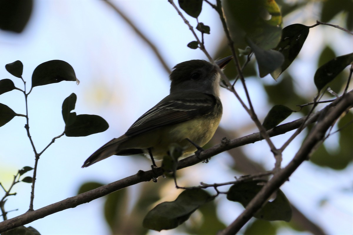 Great Crested Flycatcher - ML523670971