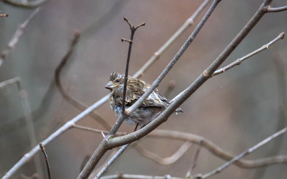 Purple Finch - Susan Brauning