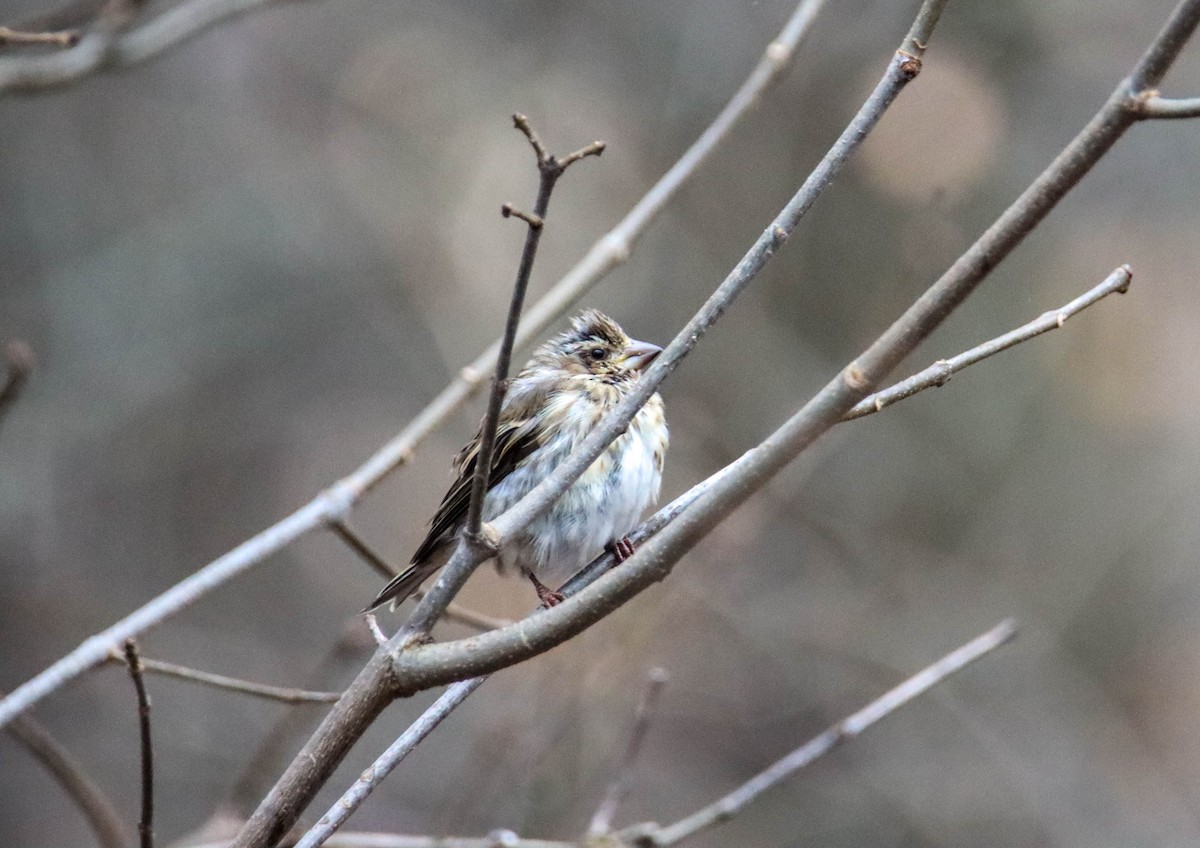 Purple Finch - ML523671771