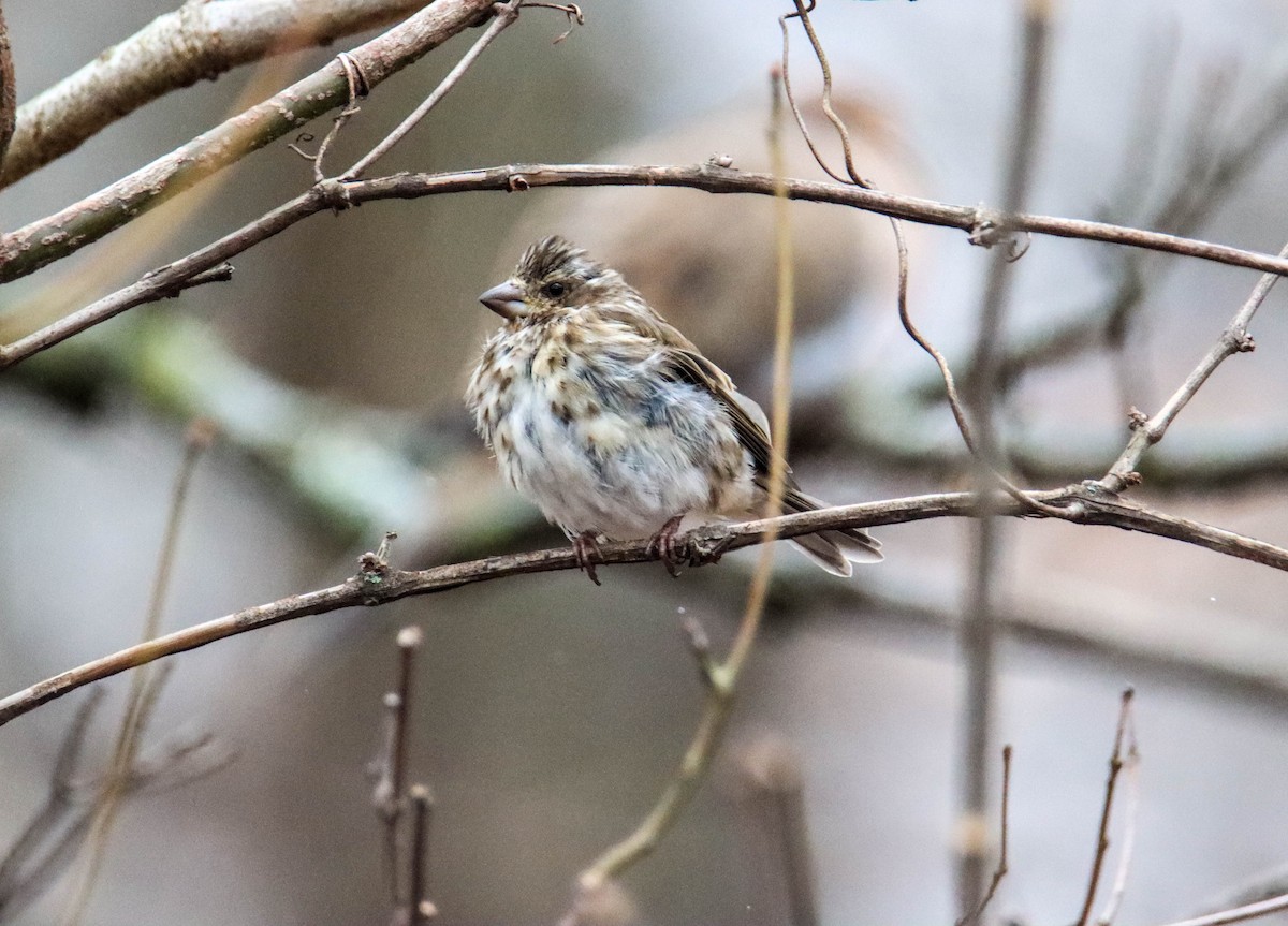 Purple Finch - ML523671801