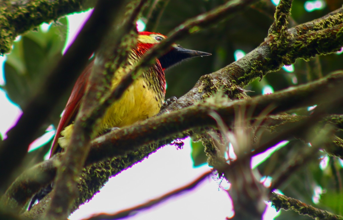 Crimson-mantled Woodpecker - ML523672091