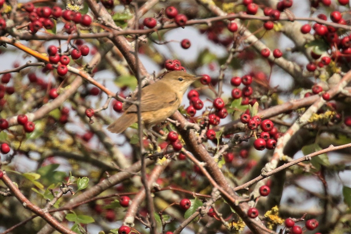 Common Reed Warbler - ML523672721