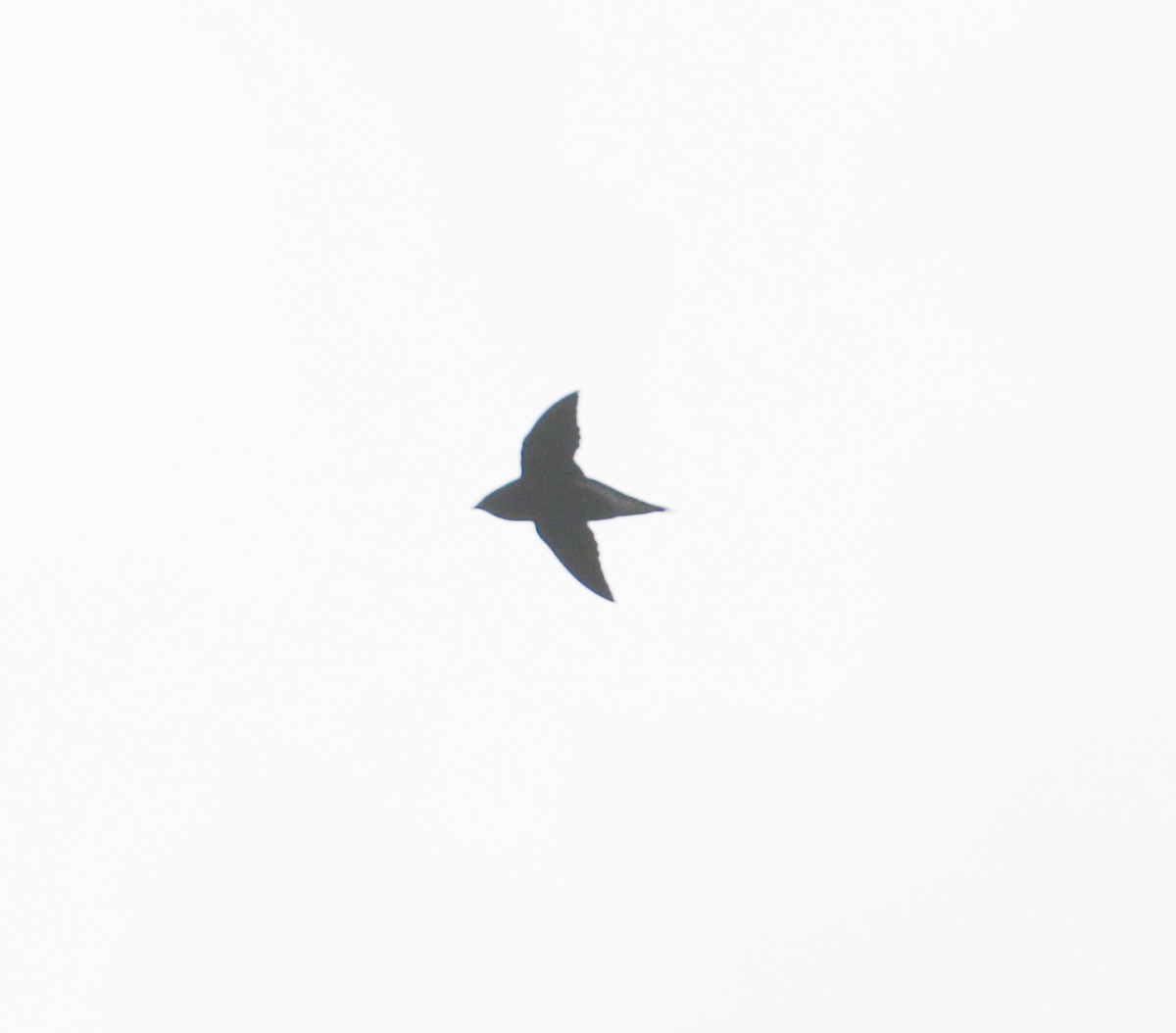 Brown-backed Needletail - ML523672971
