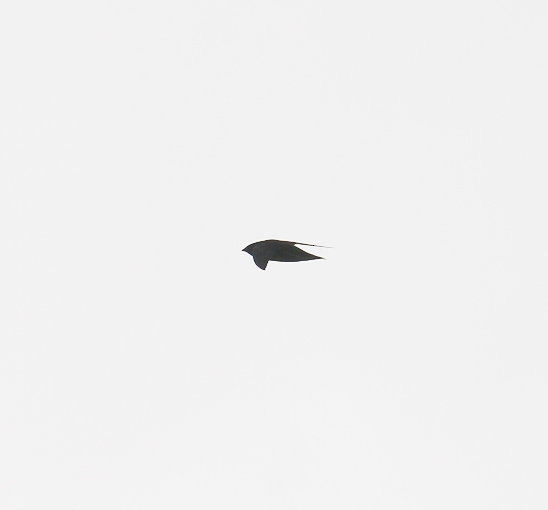Brown-backed Needletail - ML523672991