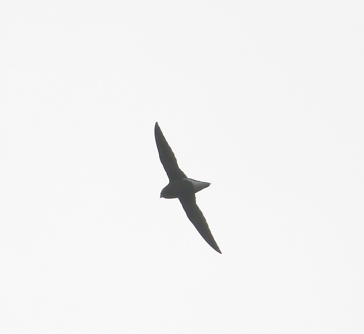 Brown-backed Needletail - ML523673001